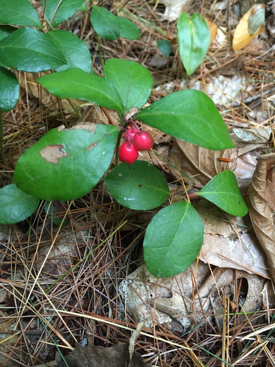 Eastern Teaberry