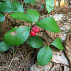 Eastern Teaberry