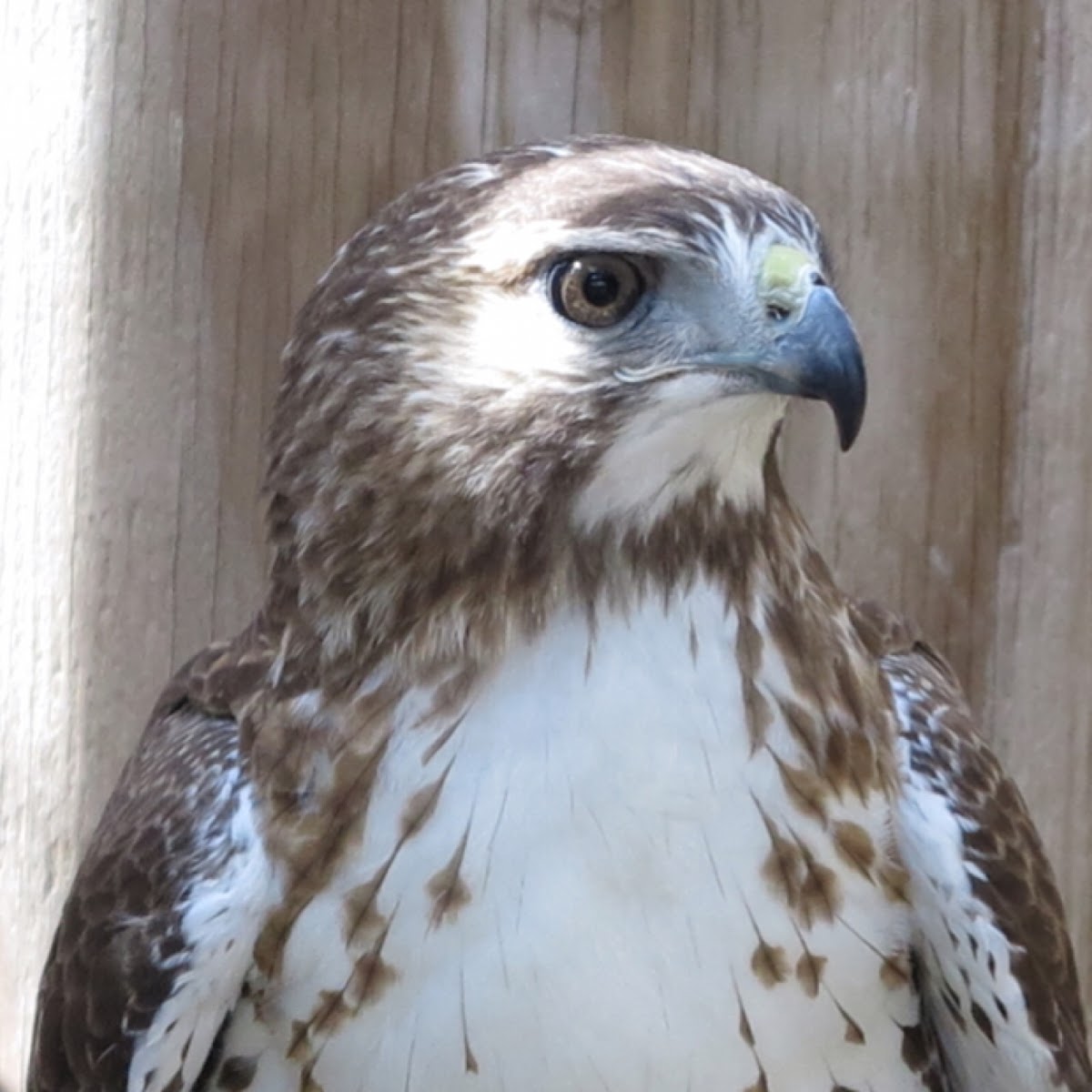 Red-tailed Hawk