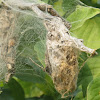 Web nest