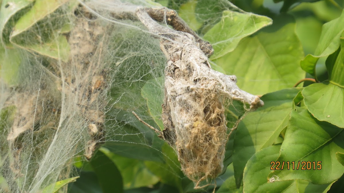 Web nest