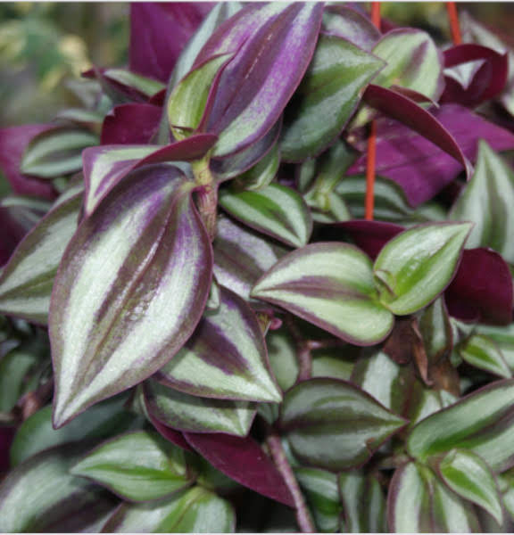 Tradescantia zebrina