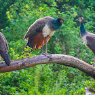 Indian peafowl, common peafowl, blue peafowl (f/ Peahen)