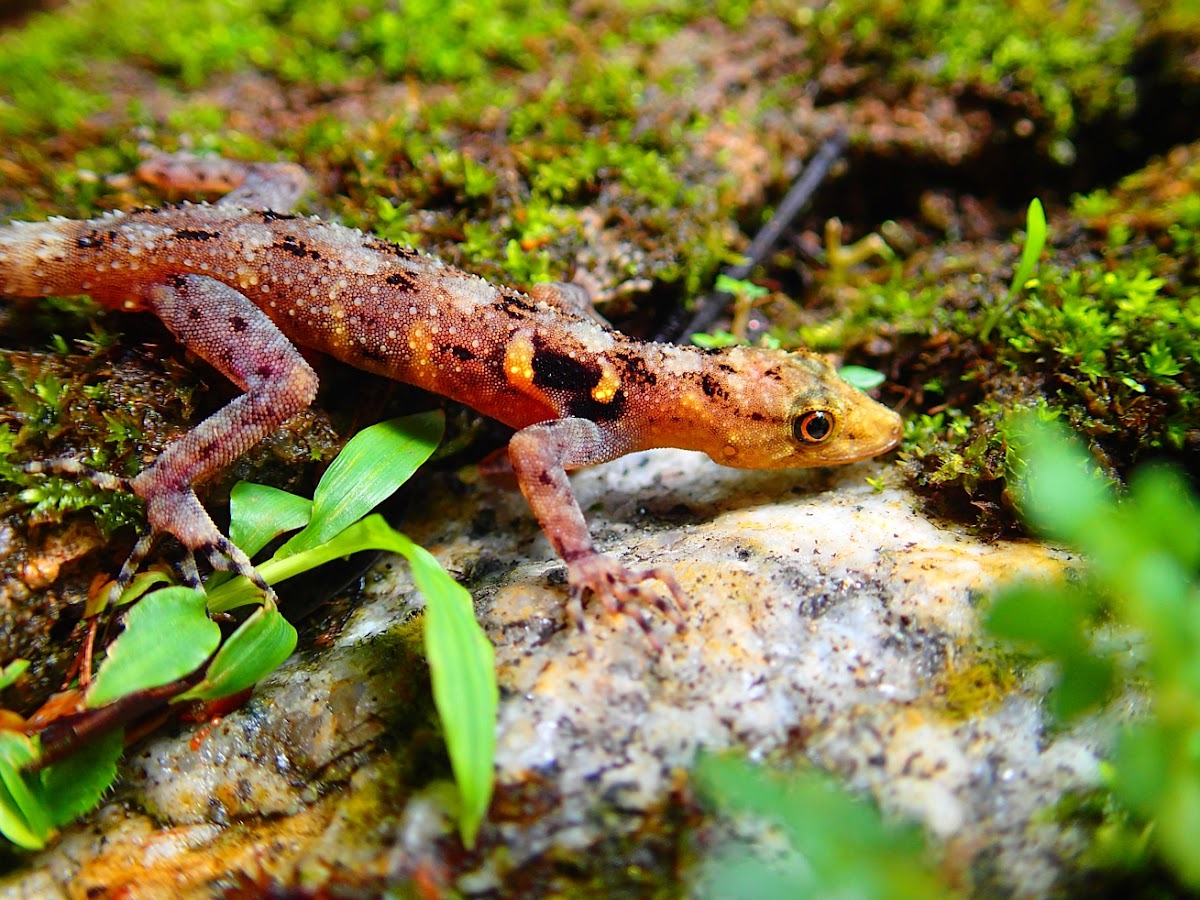 Penang Rock Gecko