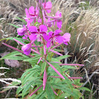 Fireweed