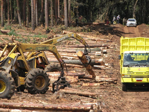 Trees being felled in Mau Forest