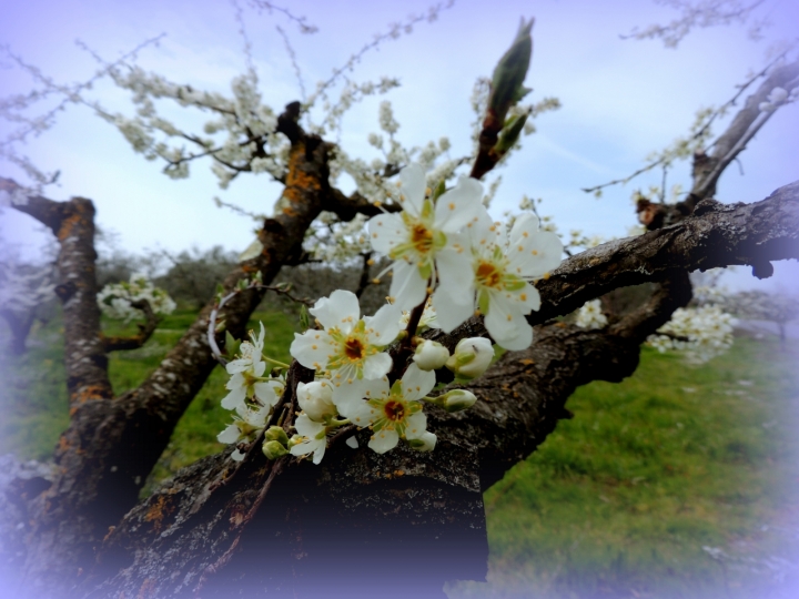 Primi fiori dopo un lungo inverno di lucyll