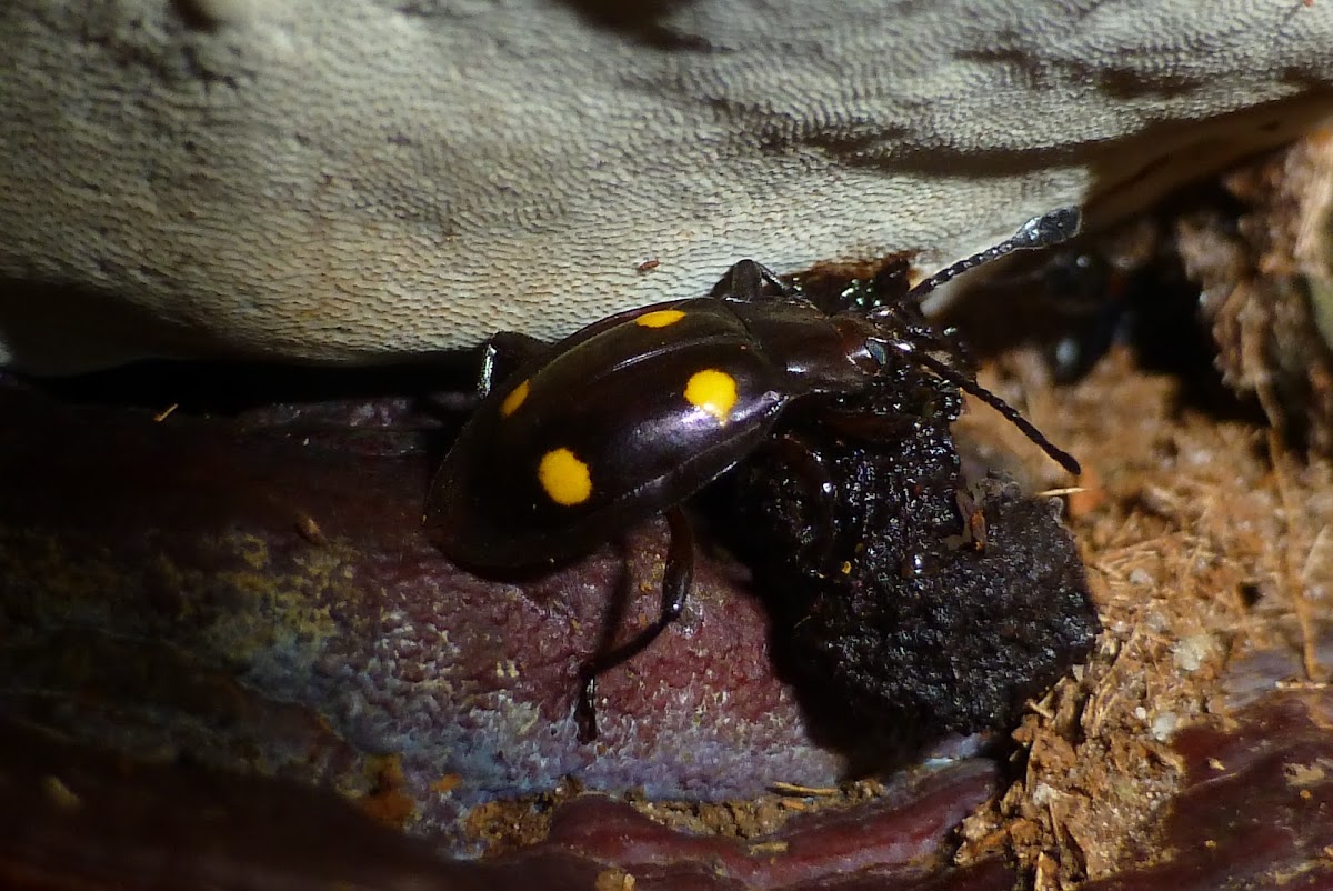 Handsome Fungus beetle