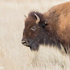 American Bison