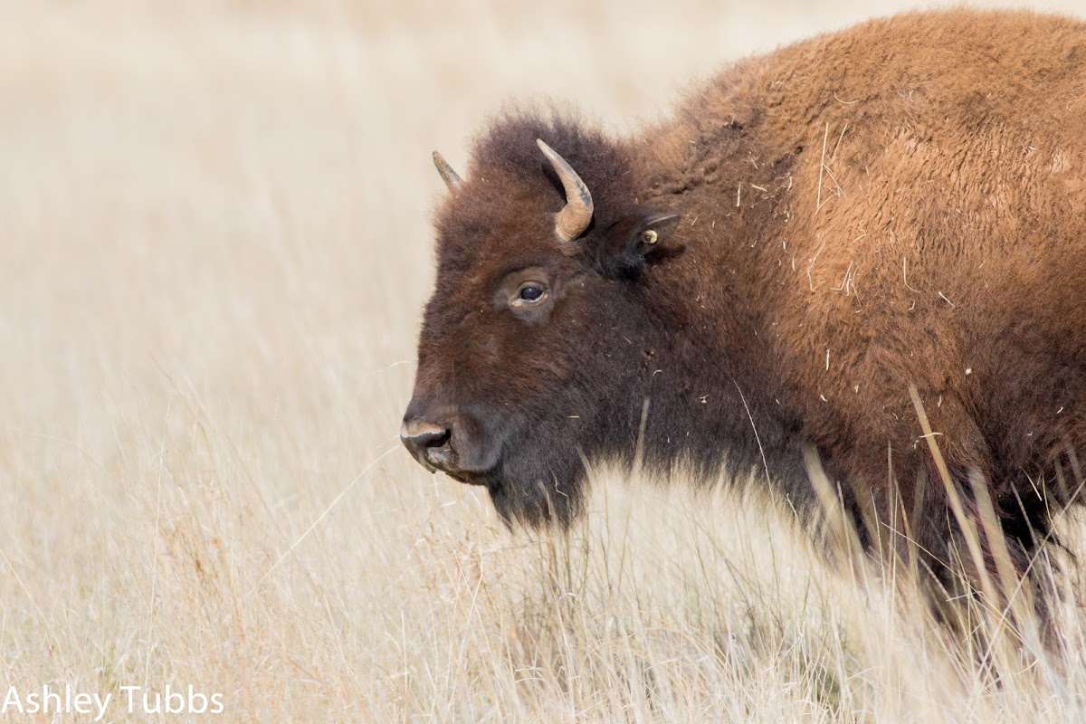 American Bison