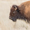 American Bison