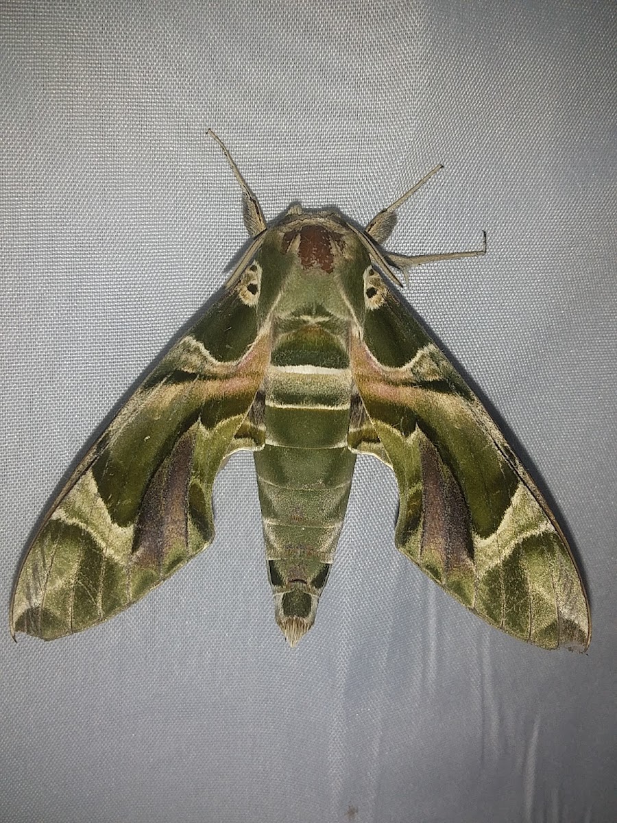 Oleander Hawk-moth