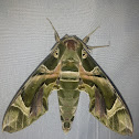 Oleander Hawk-moth