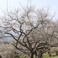 柳家梅園農場