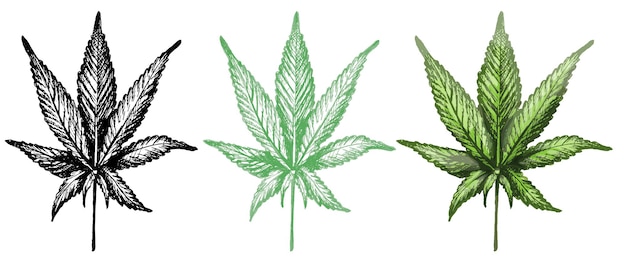 3 Marijuana Leaves