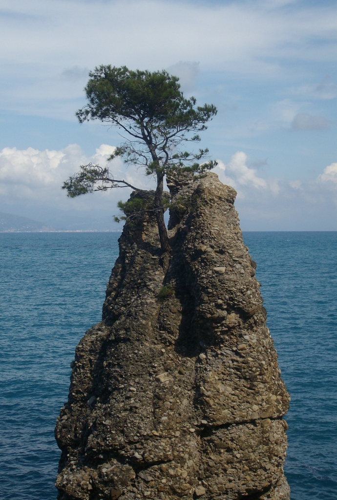 Tree on the rock di ildarita