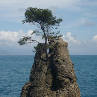 Tree on the rock di 