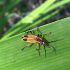 Goldenrod Soldier Beetle