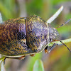 Shield-backed Bug