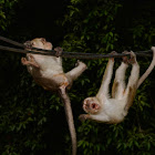 Crab-eating Macaque/Long-tailed Macaque