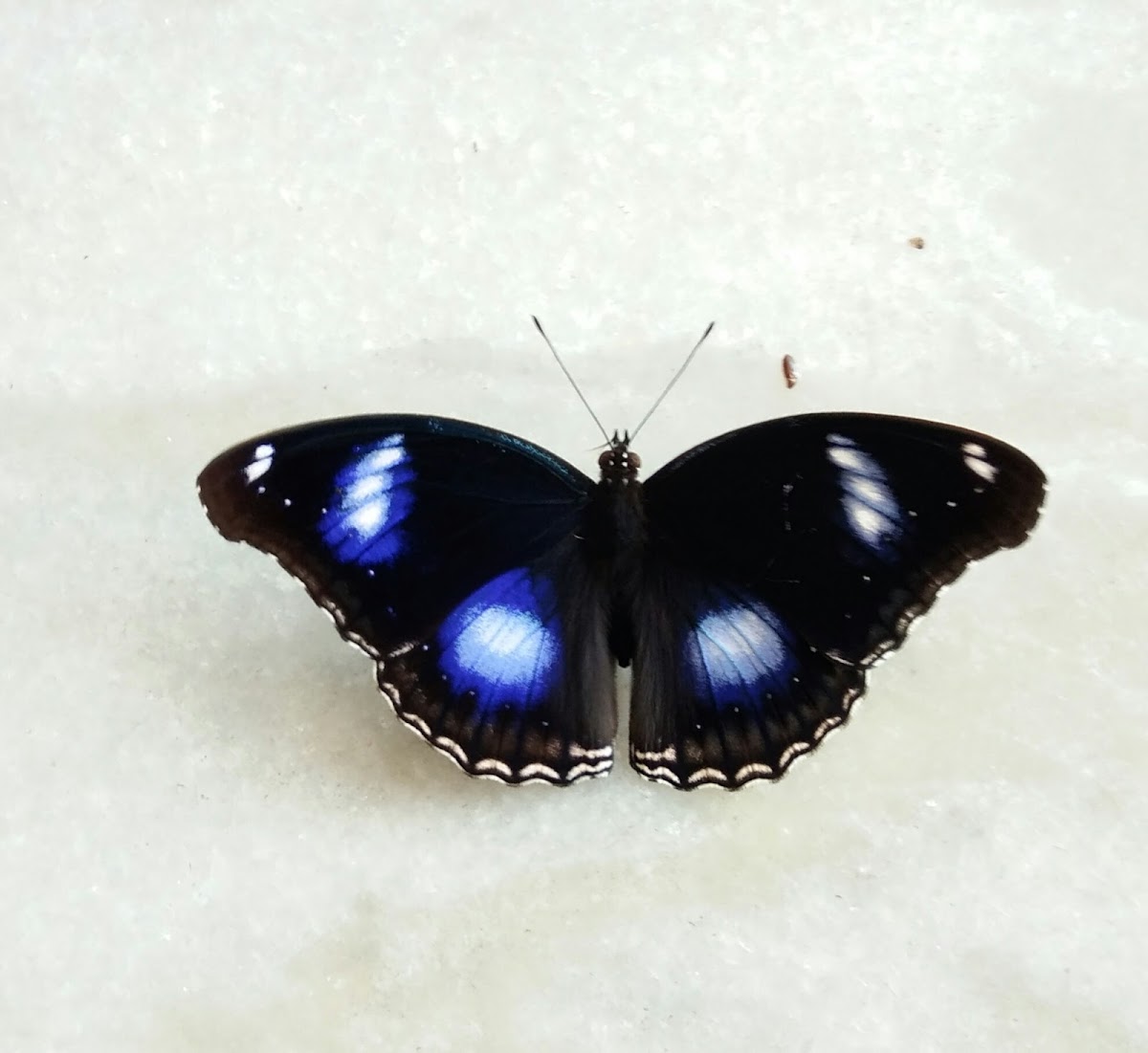 Blue moon butterfly