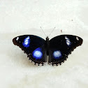 Blue moon butterfly