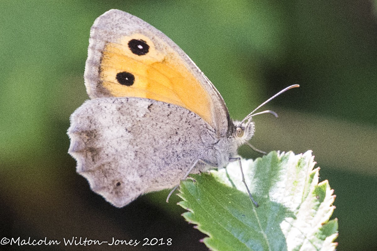 Dusky Meadow Brown