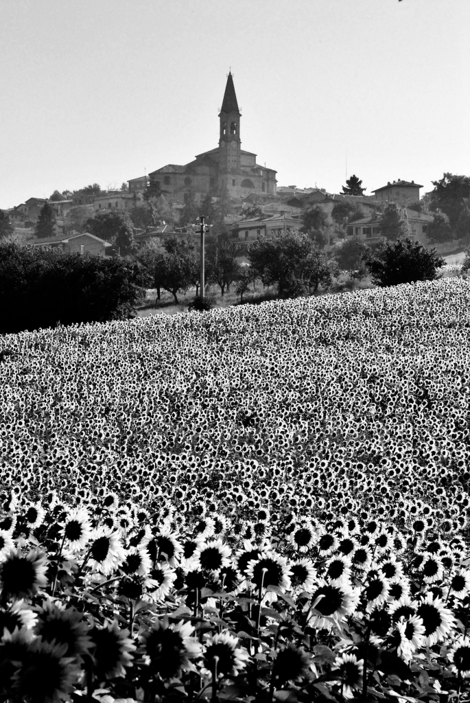 Girasoli bianchi di silvvv