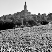 Girasoli bianchi di 