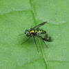 Longlegged Fly