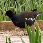 Moorhen