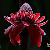 Torch ginger