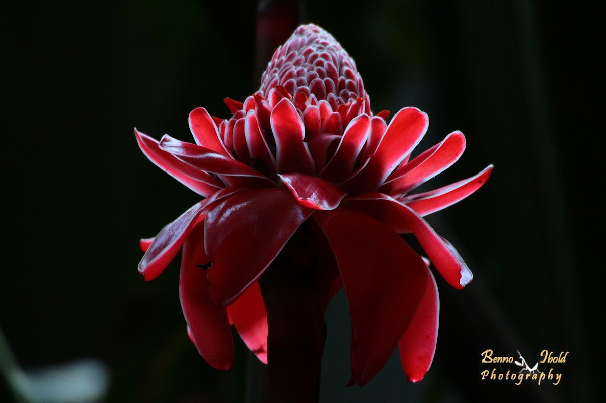 Torch ginger