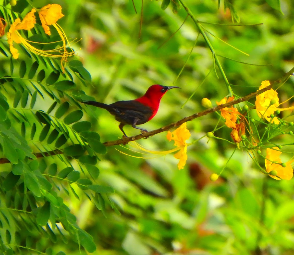 Crimson Sunbird