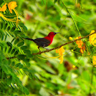 Crimson Sunbird