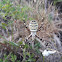 Wasp spider