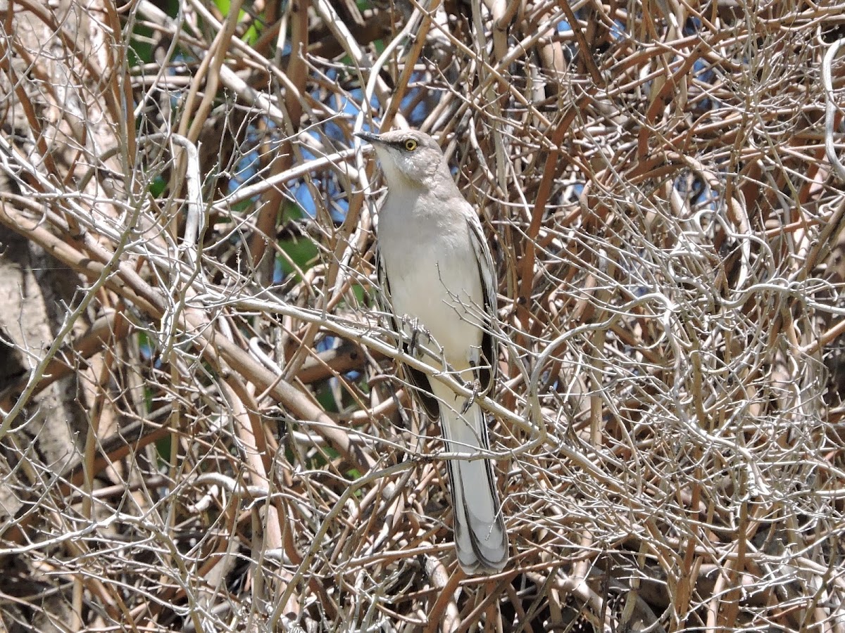 Northern Mockingbird