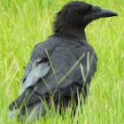 Fish Crow