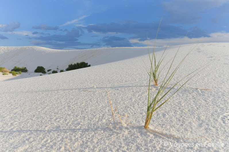 white sands