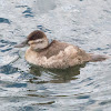 Ruddy duck female