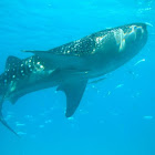 Whale Shark