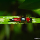 Rove Beetle