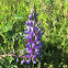 Succulent Lupine