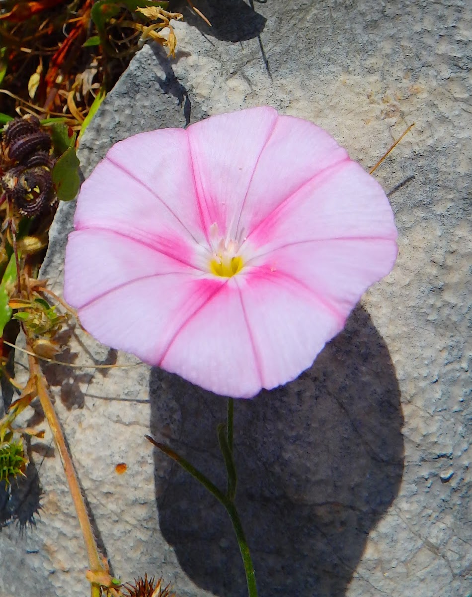 Dwarf Morning Glory