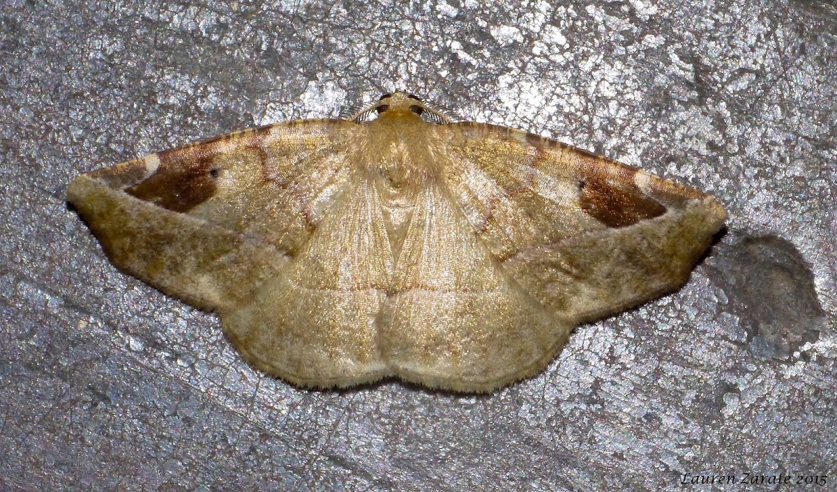 Moth