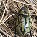 Eastern Hercules Beetle