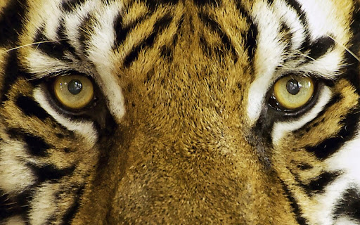 Majestic Tiger Gazes with Fierce Intensity screenshot 2