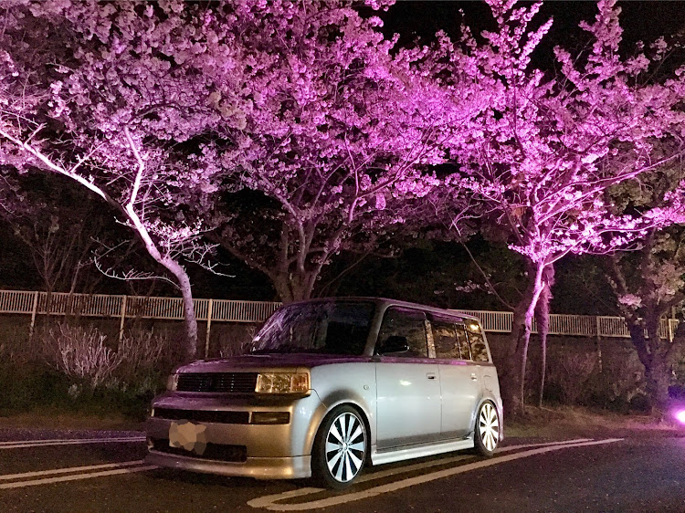 bBの夜桜コラボ・常盤公園 夜桜に関するカスタム事例の投稿画像1枚目