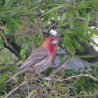 house finch