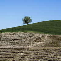 Dove finiscono i vigneti, di Naldina Fornasari